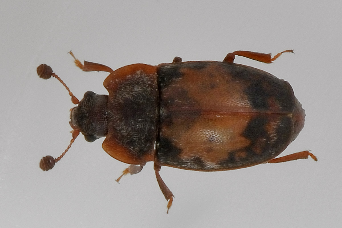 Omosita discoidea - Nitidulidae